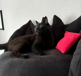 Kuschelsofa für Katzen Hunde Kaninchen - Vampir Fledermaus Schwarz Rot